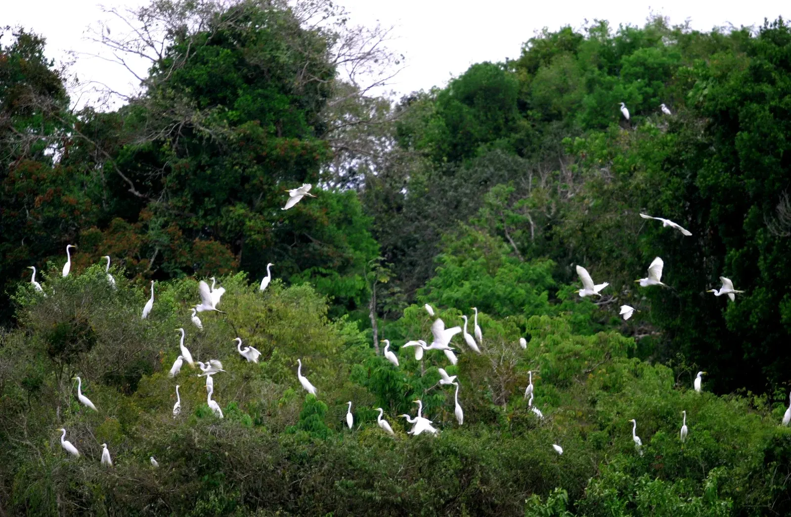 Bando de garças brancas voando e pousadas nas copas da floresta alagada